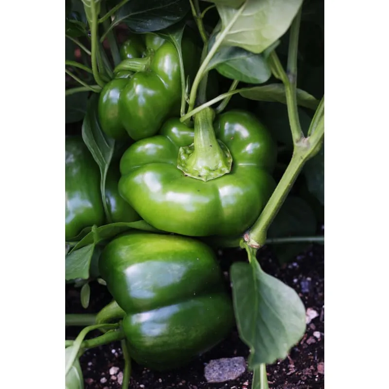 California Wonder Pepper (75 Days)