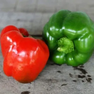 California Wonder Pepper (75 Days)