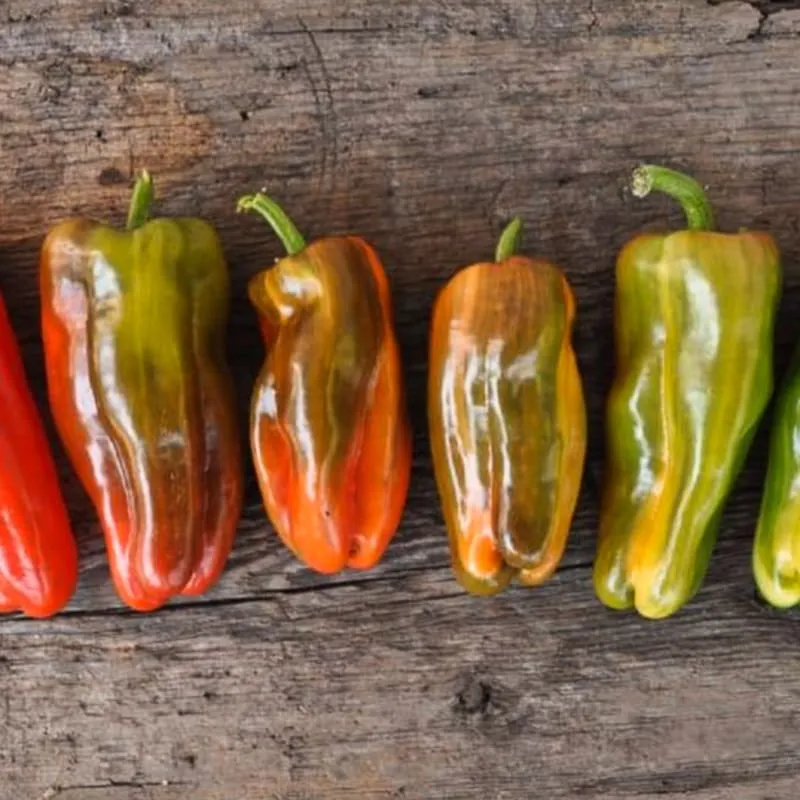 Candy Cane Pepper (F1 Hybrid 60-65 Days)