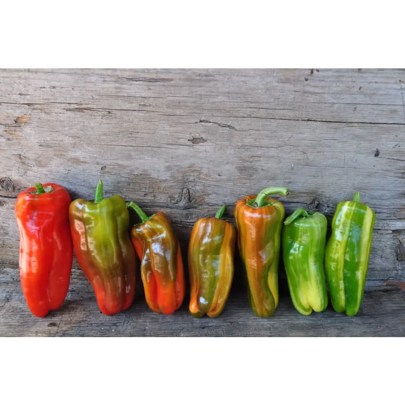 Candy Cane Pepper (F1 Hybrid 60-65 Days)