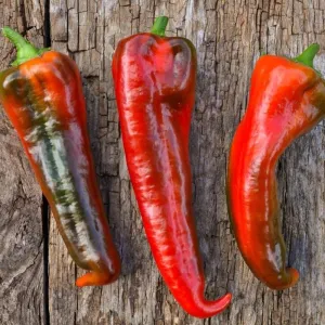 Carmen Pepper (Organic F1 Hybrid 60-80 Days )