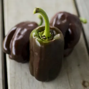 Chocolate Beauty Pepper (74 Days)
