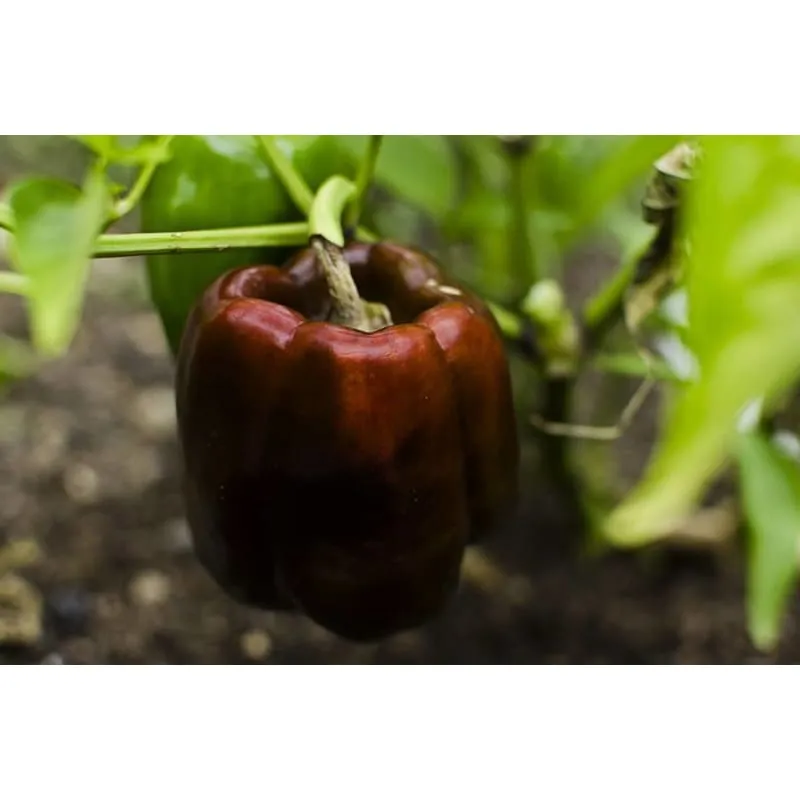 Chocolate Beauty Pepper (74 Days)