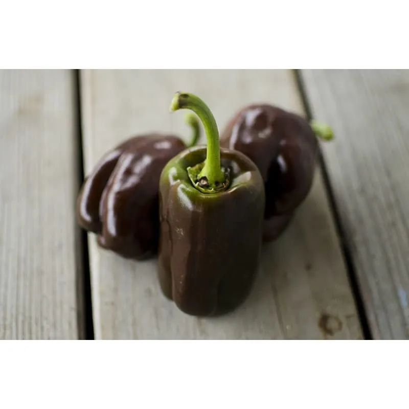 Chocolate Beauty Pepper (74 Days)