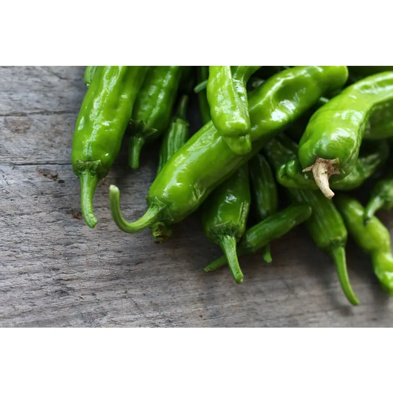 Shishito Pepper (60 Days)