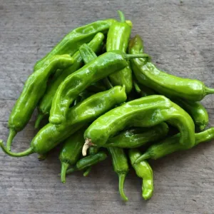 Shishito Pepper (60 Days)