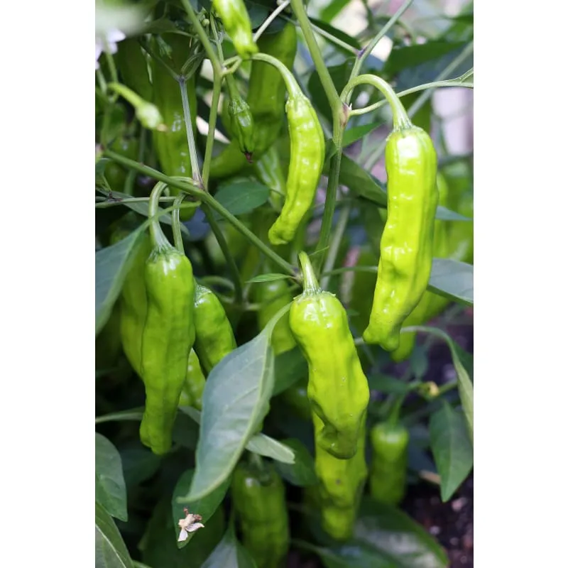 Shishito Pepper (60 Days)