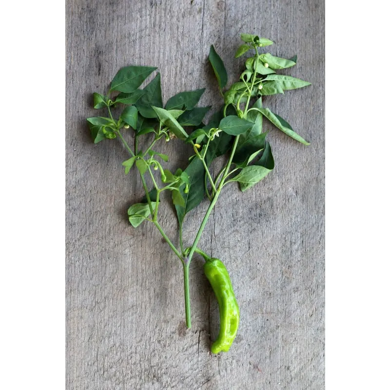 Shishito Pepper (60 Days)